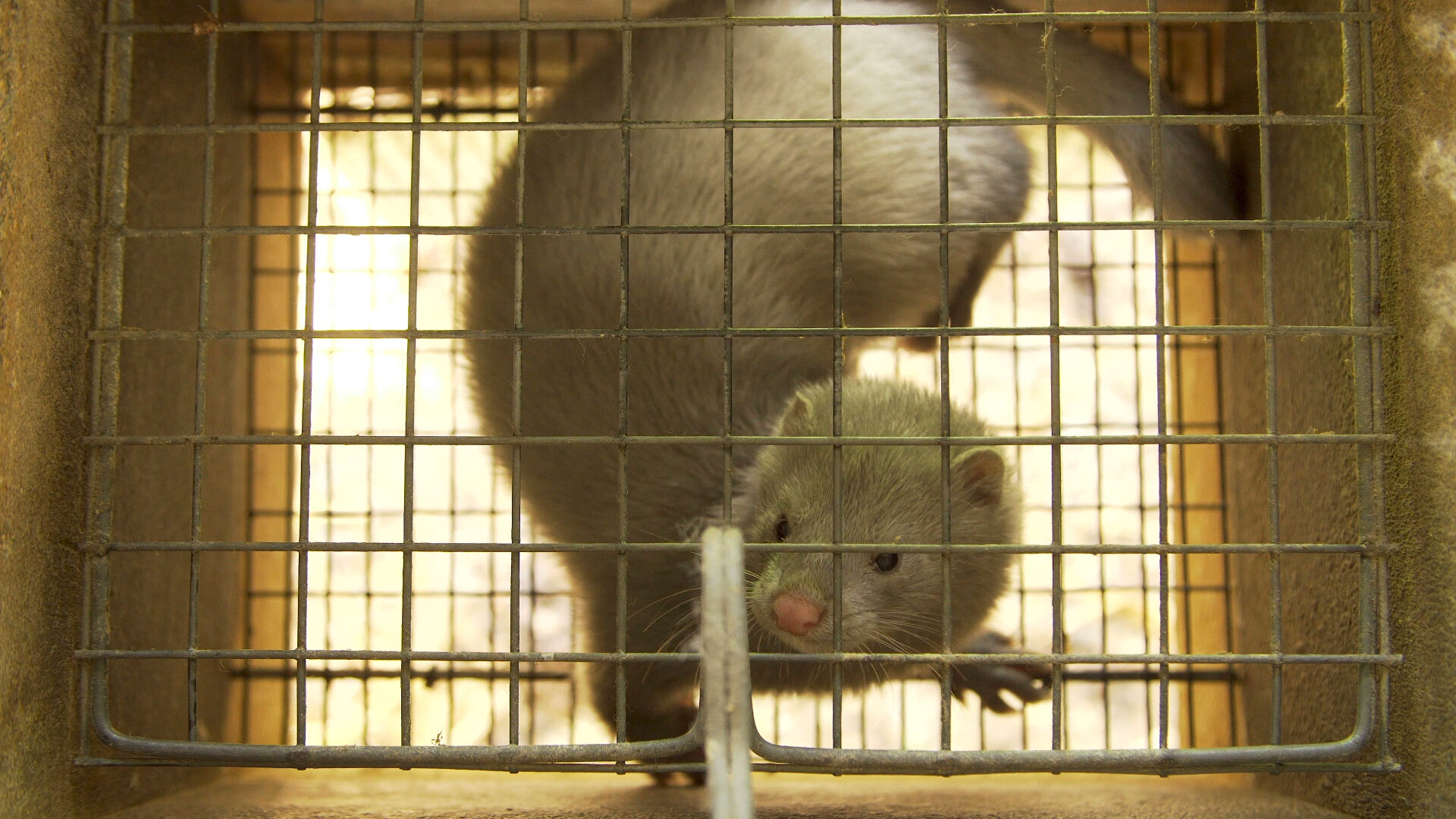 White mink in a cage